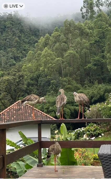 Sitio Com Piscina Natural E Cascata, Com Linda Vista Em Lumiar. Екстериор снимка