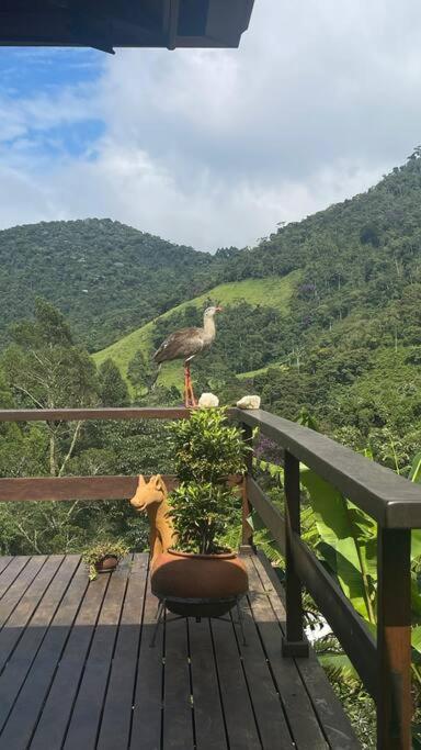 Sitio Com Piscina Natural E Cascata, Com Linda Vista Em Lumiar. Екстериор снимка